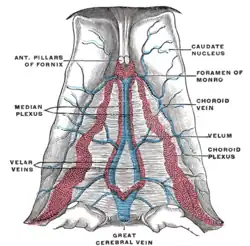 Velum interpositum