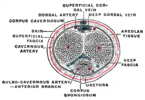 The penis in transverse section, showing the bloodvessels.