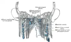 Lymphatics of pharynx.