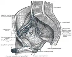 Iliopelvic glands (lateral view).