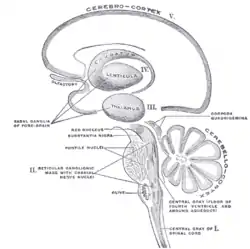 Schematic representation of the chief ganglionic categories (I to V)