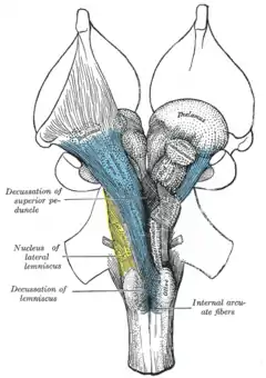 Deep dissection of brain-stem. Ventral view.