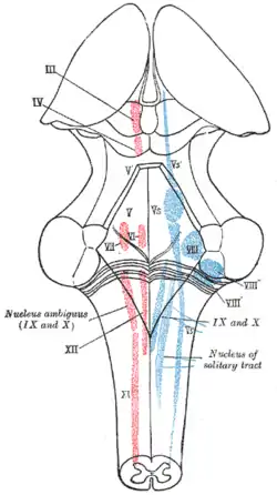 The cranial nerve nuclei schematically represented; dorsal view. Motor nuclei in red; sensory in blue.