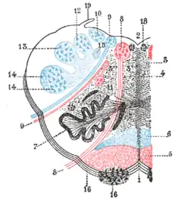 The formatio reticularis of the medulla oblongata, shown by a transverse section passing through the middle of the olive.