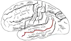 A black and white line drawing of the cerebrum that includes labels of each gyri and sulci. The Superior Temporal Sulcus is highlighted in red.