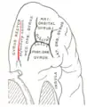 Orbital surface of frontal lobe olfactory sulcus shown in red.