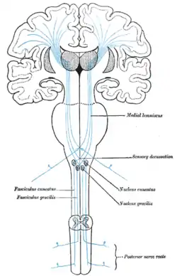 The sensory tract.