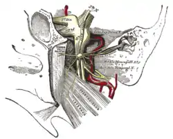 The otic ganglion and its branches.