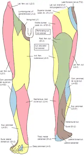 Area supplied by the lateral cutaneous branch can be seen in blue near the hip.