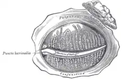 The tarsal glands, etc., seen from the inner surface of the eyelids.