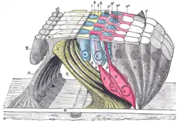 The lamina reticularis and subjacent structures.