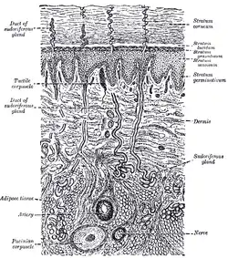 Diagrammatic sectional view of the skin (magnified)