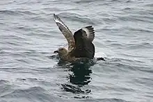 Great skua in water