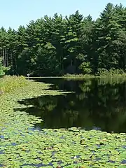 Meadow Pond