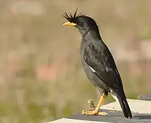 At Kaziranga National Park, Assam, India