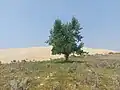 A lone tree at the Great Sand Hills