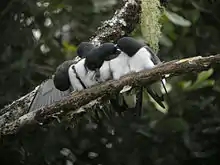 Great woodswallows allopreening.