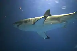 A great white shark in temporary captivity at the Monterey Bay Aquarium, Monterey, USA.