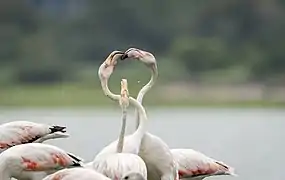 Greater Flamingos