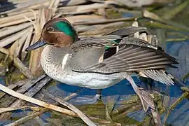 American teal duck (male)