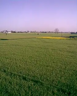 View of Farms in Buttar Sivia, Amritsar