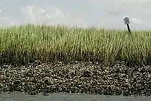 Green grass marsh with oyster beds and water in the foreground