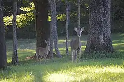 Deer in one of the township's wooded areas