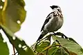 Grey-and-gold tanager