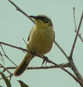 At Newhaven, Northern Territory