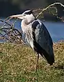 Grey heron