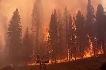 At Grant Village fire is shown spreading from the forest floor up into the tree canopy leading to crown fires