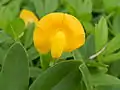 Groundnut Flower