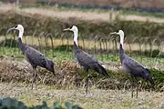 Greyish-black crane with white neck and dark face