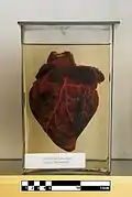 Maned wolf heart