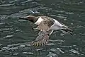 in flight off Skomer Island