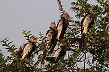 in the Pantanal, Brazil