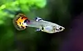 A female guppy (Poecilia reticulata)