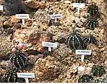 Gymnocalycium species from Liberec botanical garden