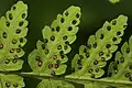 The leaf of the fern Gymnocarpium dryopteris, showing sori (groups of sporangia).