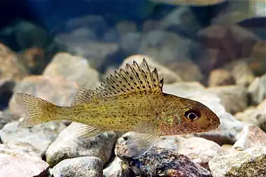 Gymnocephalus cernuus Pärnu River Estonia 2010-01-06