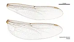 Female wings