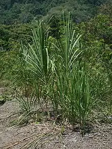 Tall grass plants resembling cane