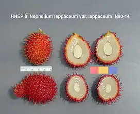 Rambutan cut open