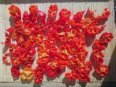 Habaneros sun-drying