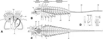 Diagram in various views. A = head viewed from below B=side-on view C= view from above D=diagram of trunk limbs e1-5 = cephalic limb endopods, g= gnathobase, en=endopod ex = exopod p1-7 = numbered podomeres of endopod