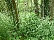 Habitat, Ireland