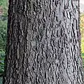 The bark of the same tree on the campus of the University of Chicago