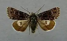 Broad-bordered white underwingHadula melanopaHadeninae