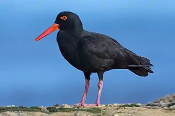 Sooty oystercatcher standing on rocks