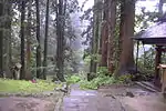 A stone mountain path through a forest of very large cedar trees.